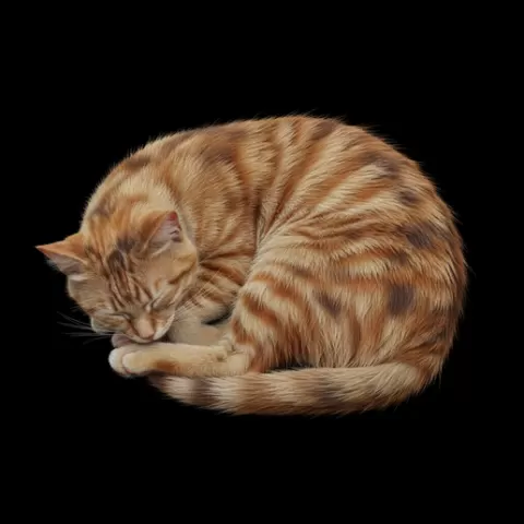 Cat lying peaceful, cat, kitten, pet, animal, feline, cute, adorable, playful, lazy, curious, whiskers, tail, fur, paws