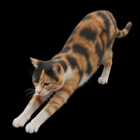 Cat stretching forward (front legs extended), cat, kitten, pet, animal, feline, cute, adorable, playful, lazy, curious, whiskers, tail, fur, paws