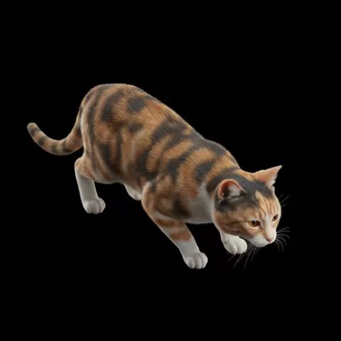 Cat slow stalking pose, cat, kitten, pet, animal, feline, cute, adorable, playful, lazy, curious, whiskers, tail, fur, paws