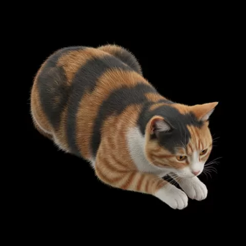 Cat resting chin down, cat, kitten, pet, animal, feline, cute, adorable, playful, lazy, curious, whiskers, tail, fur, paws