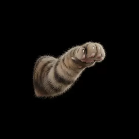 Cat paw reaching forward, cat, kitten, pet, animal, feline, cute, adorable, playful, lazy, curious, whiskers, tail, fur, paws