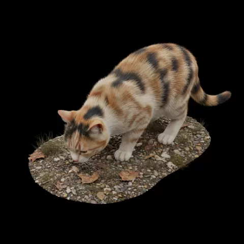Cat sniffing ground, cat, kitten, pet, animal, feline, cute, adorable, playful, lazy, curious, whiskers, tail, fur, paws