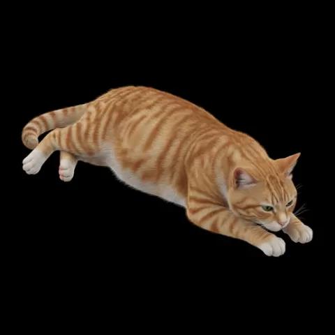 Cat relaxed belly down, cat, kitten, pet, animal, feline, cute, adorable, playful, lazy, curious, whiskers, tail, fur, paws