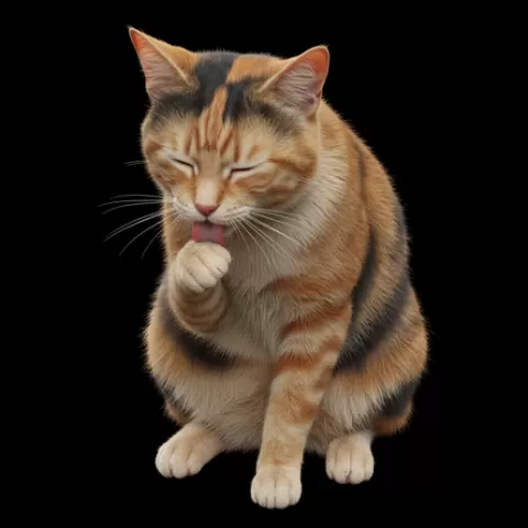 Cat cleaning face, cat, kitten, pet, animal, feline, cute, adorable, playful, lazy, curious, whiskers, tail, fur, paws