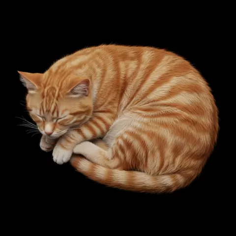 Cat half-sleep eyes closed, cat, kitten, pet, animal, feline, cute, adorable, playful, lazy, curious, whiskers, tail, fur, paws