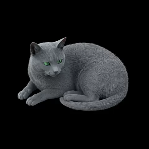 Russian Blue lying calm, cat, kitten, pet, animal, feline, cute, adorable, playful, lazy, curious, whiskers, tail, fur, paws