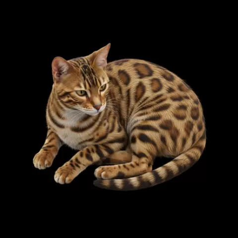 Bengal lying alert resting, cat, kitten, pet, animal, feline, cute, adorable, playful, lazy, curious, whiskers, tail, fur, paws