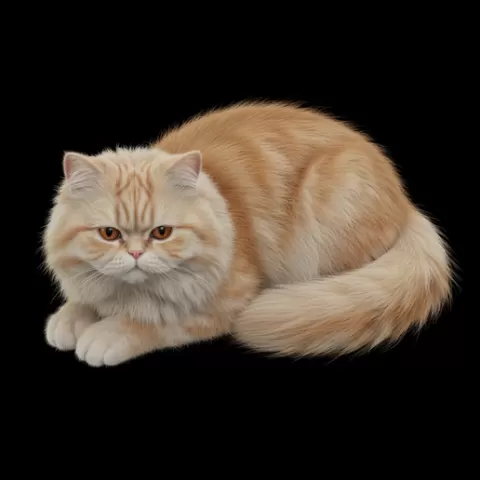 Persian cat lying soft relaxed, cat, kitten, pet, animal, feline, cute, adorable, playful, lazy, curious, whiskers, tail, fur, paws