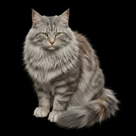 Norwegian Forest Cat sitting thick coat, cat, kitten, pet, animal, feline, cute, adorable, playful, lazy, curious, whiskers, tail, fur, paws