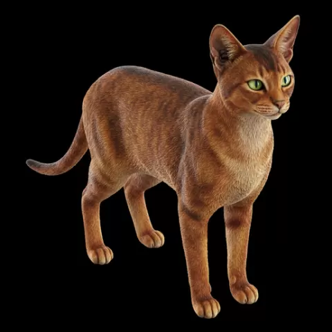 Abyssinian standing alert, cat, kitten, pet, animal, feline, cute, adorable, playful, lazy, curious, whiskers, tail, fur, paws