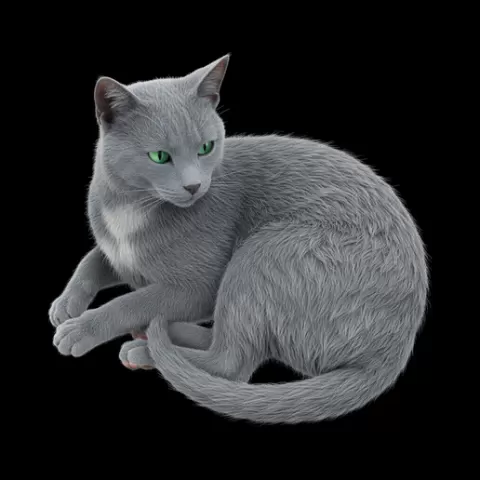 Russian Blue lying relaxed, cat, kitten, pet, animal, feline, cute, adorable, playful, lazy, curious, whiskers, tail, fur, paws