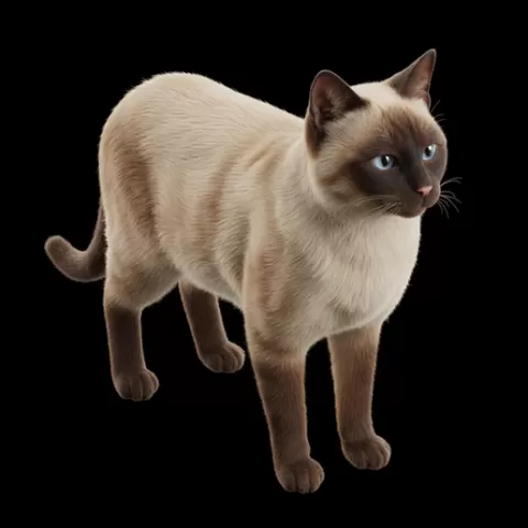 Siamese cat standing attentive, cat, kitten, pet, animal, feline, cute, adorable, playful, lazy, curious, whiskers, tail, fur, paws