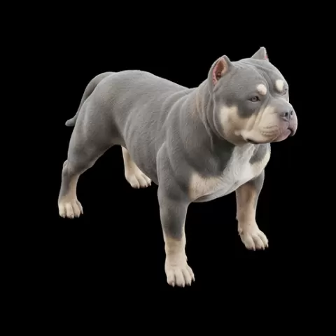 American Bully wide grounded stance, dog, puppy, pet, animal, canine, breed, paw