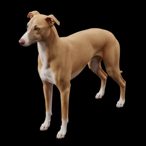 Whippet minimal overhang stance, dog, puppy, pet, animal, canine, breed, paw