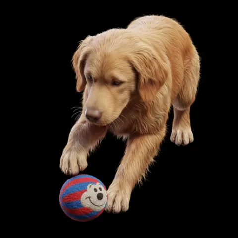 Dog paw hitting toy, dog, puppy, pet, animal, canine, breed, paw