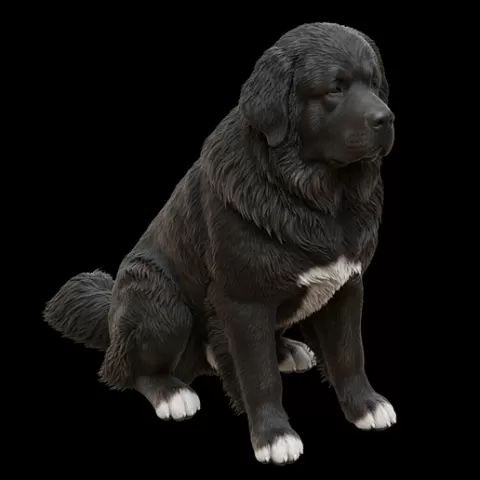 Newfoundland low center sitting, dog, puppy, pet, animal, canine, breed, paw