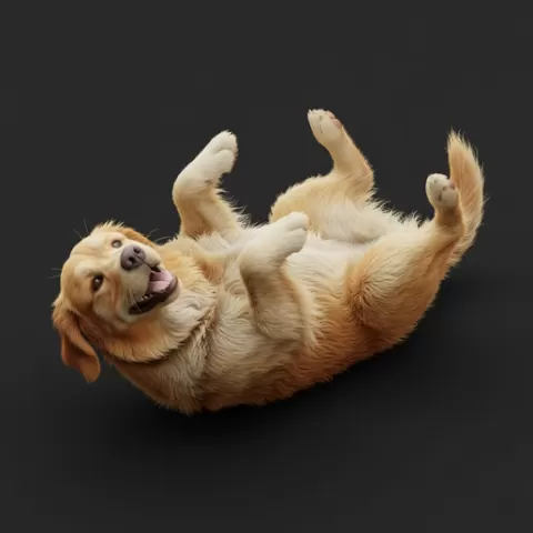 Dog rolling playful, dog, puppy, pet, animal, canine, breed, paw