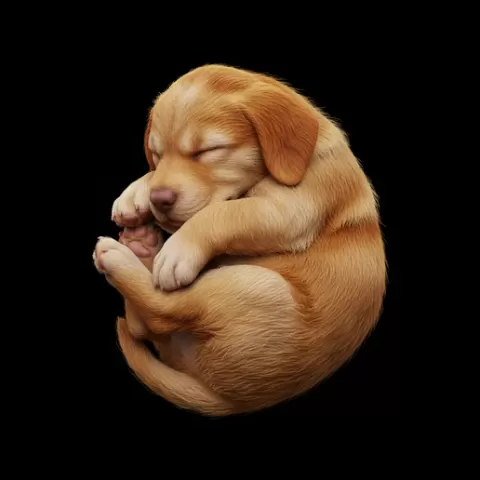 Puppy sleeping hugging paws, dog, puppy, pet, animal, canine, breed, paw