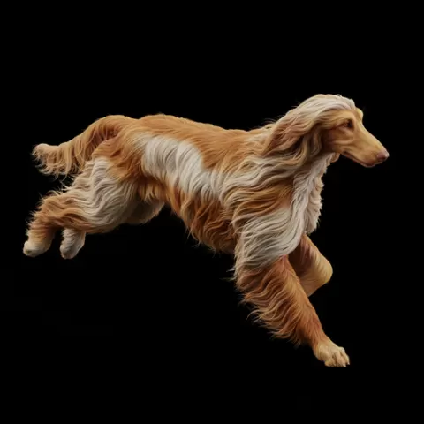 Afghan Hound running flowing hair, dog, puppy, pet, animal, canine, breed, paw