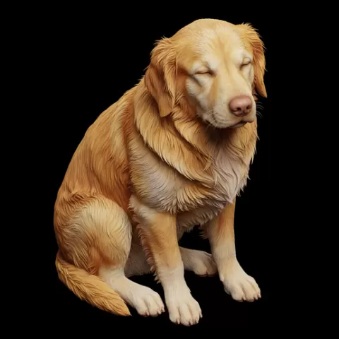 Dog half-sleep sitting, dog, puppy, pet, animal, canine, breed, paw