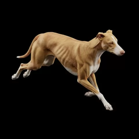 Greyhound running full speed, dog, puppy, pet, animal, canine, breed, paw