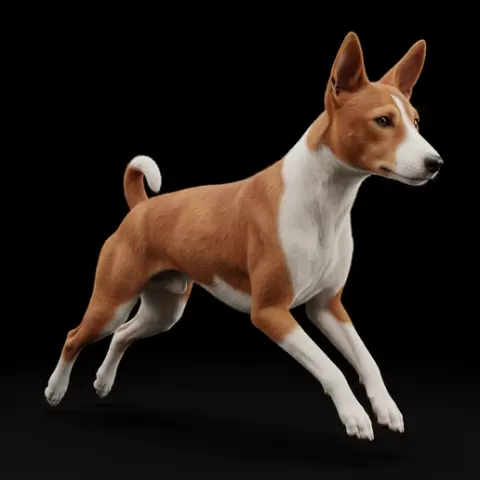 Basenji jumping alert, dog, puppy, pet, animal, canine, breed, paw