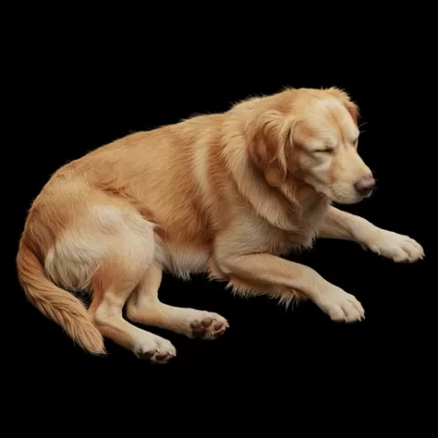 Dog lying relaxed eyes closed, dog, puppy, pet, animal, canine, breed, paw