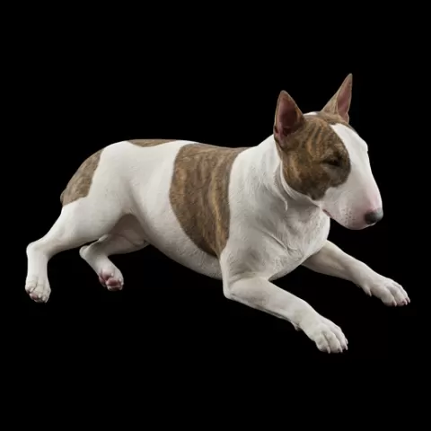 Bull Terrier lying sideways, dog, puppy, pet, animal, canine, breed, paw
