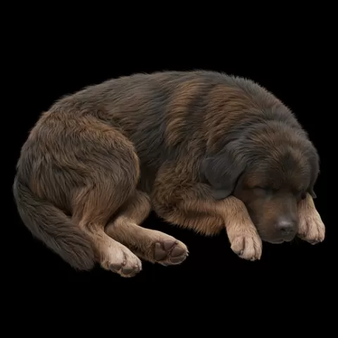 Newfoundland sleeping heavy, dog, puppy, pet, animal, canine, breed, paw