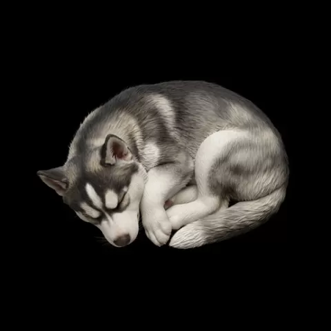 Husky puppy sleeping curled, dog, puppy, pet, animal, canine, breed, paw