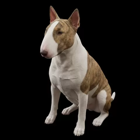 Bull Terrier sitting unique head shape, dog, puppy, pet, animal, canine, breed, paw