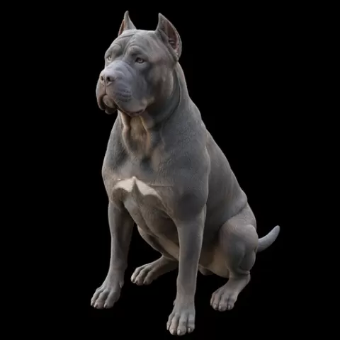Cane Corso sitting muscular guard, dog, puppy, pet, animal, canine, breed, paw