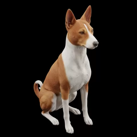 Basenji sitting alert ears up, dog, puppy, pet, animal, canine, breed, paw