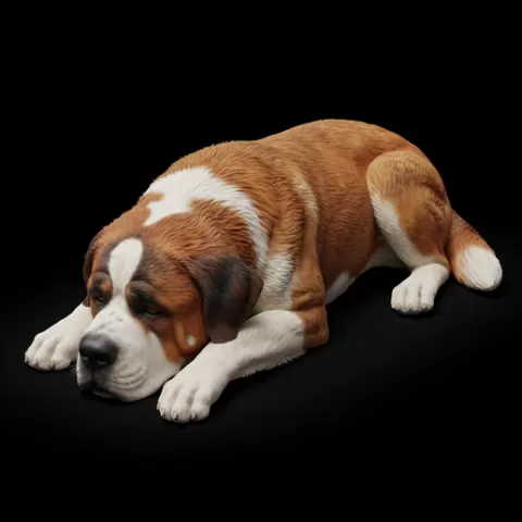 Saint Bernard lying tired, dog, puppy, pet, animal, canine, breed, paw