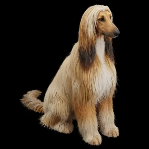 Afghan Hound sitting long hair elegant, dog, puppy, pet, animal, canine, breed, paw