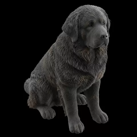 Newfoundland sitting giant calm, dog, puppy, pet, animal, canine, breed, paw