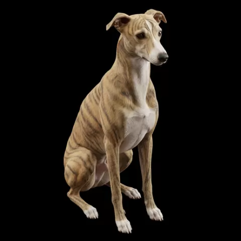 Whippet sitting sleek, dog, puppy, pet, animal, canine, breed, paw