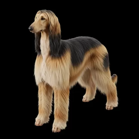 Afghan Hound standing show pose, dog, puppy, pet, animal, canine, breed, paw