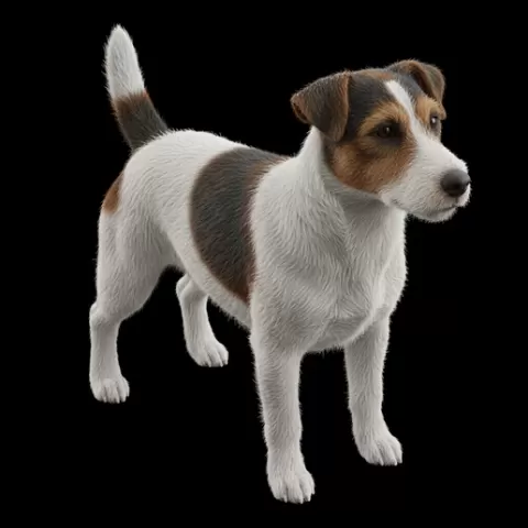 Jack Russell Terrier standing ready, dog, puppy, pet, animal, canine, breed, paw