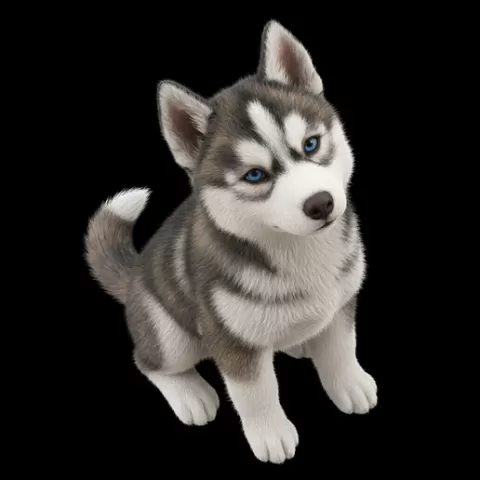 Siberian Husky puppy sitting cute, dog, puppy, pet, animal, canine, breed, paw