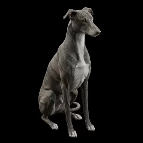 Greyhound sitting slim posture, dog, puppy, pet, animal, canine, breed, paw