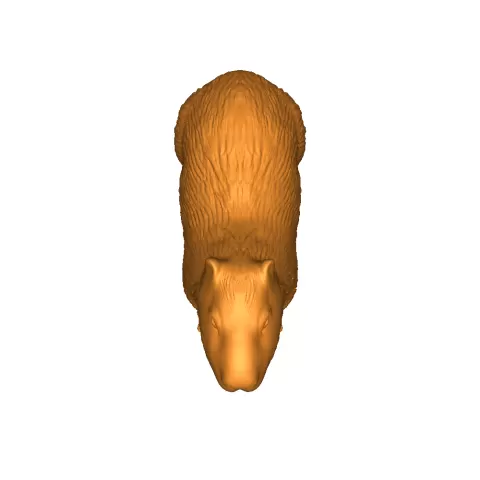 Capybara - Abimelec Cazarez