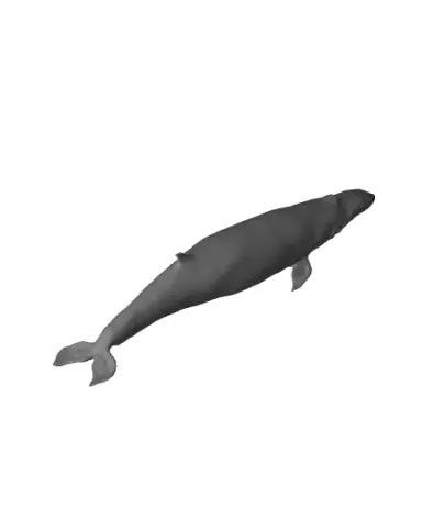 Minke Whale!