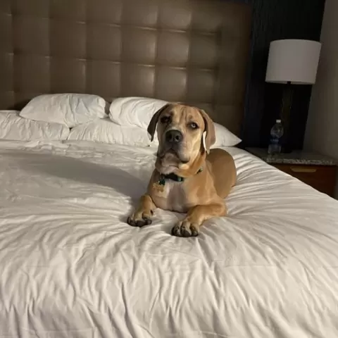 Marla Hooch the Mastiff