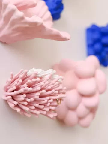 Anemone