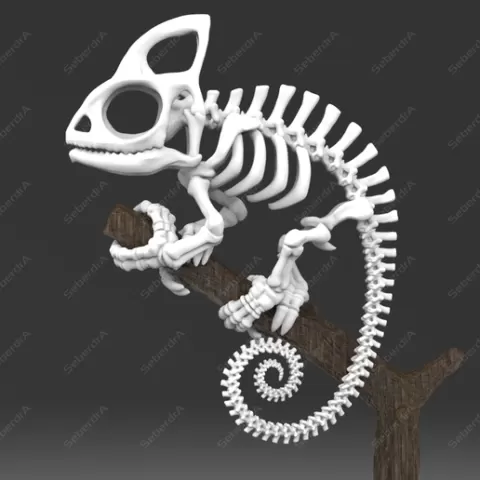 Chameleon Skeleton
