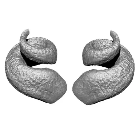 HORN 8 high poly sculpt 3D model
