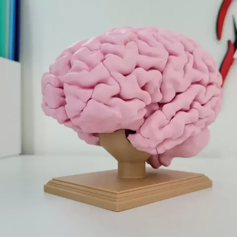 Full size human brain