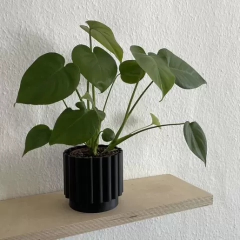 Plant Pot