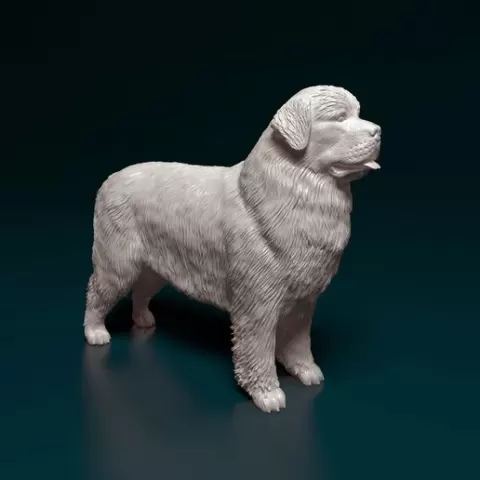 Newfoundland dog